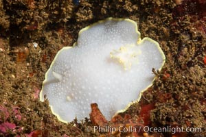 Cadlina luteomarginata, Yellow-edged Cadlina, a type of nudibranch of sea slug, San Diego, California
