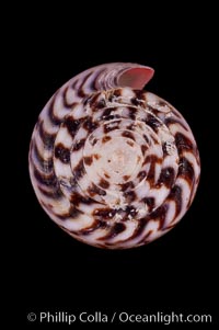 Calf Cone, Conus vitulinus