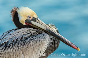 Brown pelican portrait, displaying winter plumage with distinctive yellow head feathers and red gular throat pouch, Pelecanus occidentalis, Pelecanus occidentalis californicus, La Jolla, California