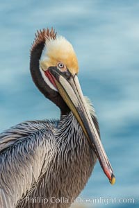 Brown pelican portrait, displaying winter plumage with distinctive yellow head feathers and red gular throat pouch, Pelecanus occidentalis, Pelecanus occidentalis californicus, La Jolla, California