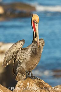 Brown pelican portrait, displaying winter plumage with distinctive yellow head feathers and red gular throat pouch, Pelecanus occidentalis, Pelecanus occidentalis californicus, La Jolla, California