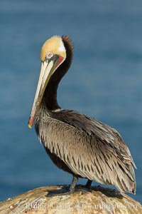 Brown pelican portrait, displaying winter plumage with distinctive yellow head feathers and red gular throat pouch, Pelecanus occidentalis, Pelecanus occidentalis californicus, La Jolla, California