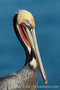 Brown pelican portrait, displaying winter plumage with distinctive yellow head feathers and red gular throat pouch, Pelecanus occidentalis, Pelecanus occidentalis californicus, La Jolla, California