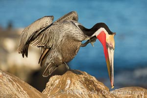 Brown pelican portrait, displaying winter plumage with distinctive yellow head feathers and red gular throat pouch, Pelecanus occidentalis, Pelecanus occidentalis californicus, La Jolla, California