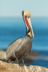 Brown pelican portrait, displaying winter plumage with distinctive yellow head feathers and red gular throat pouch, Pelecanus occidentalis, Pelecanus occidentalis californicus, La Jolla, California