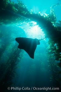 Image 00265, California bat ray and kelp canopy. San Clemente Island, USA, Myliobatis californica, Phillip Colla, all rights reserved worldwide. Keywords: animal, bat ray, california, california bat ray, channel islands, chondrichthyes, creature, effect, elasmobranch, elasmobranchii, environment, landscape, myliobatidae, myliobatis californica, myliobatis californicus, nature, ocean, oceans, outdoors, outside, pacific, rajiformes, ray, san clemente island, scene, scenery, scenic, seascape, silhouette, underwater, underwater landscape, usa, wildlife.