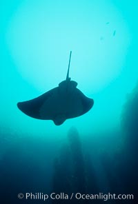 California bat ray, Myliobatis californica, San Clemente Island