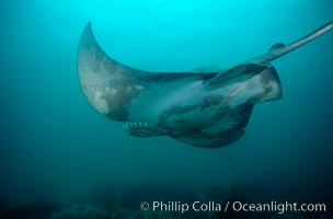 California bat ray, Myliobatis californica, La Jolla