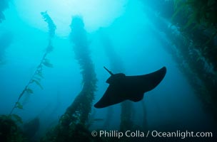 California bat ray, Myliobatis californica, San Clemente Island