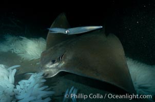 California bat ray (Myliobatis californica) eating squid eggs (Loligo opalescens), La Jolla, California.