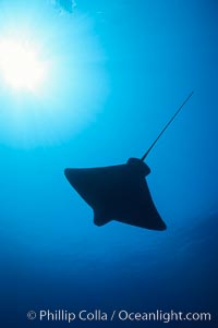 California bat ray, Myliobatis californica, San Clemente Island