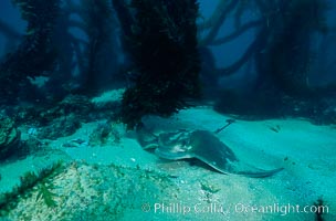 California bat ray, Myliobatis californica, San Clemente Island