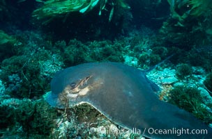 California bat ray, Myliobatis californica, San Clemente Island