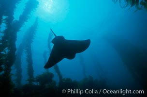 California bat ray, Myliobatis californica, San Clemente Island