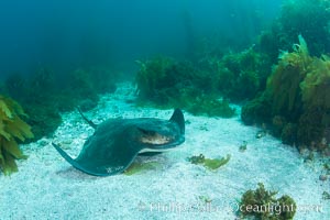 California bat ray, laying on sandy ocean bottom amid kelp and rocky reef.