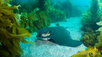 California bat ray, laying on sandy ocean bottom amid kelp and rocky reef, Myliobatis californica, San Clemente Island