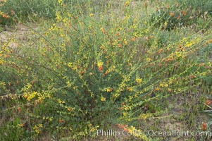 California broom, common deerweed.  The flowers, originally yellow in color, turn red after pollination.  Batiquitos Lagoon, Carlsbad, Lotus scoparius scoparius