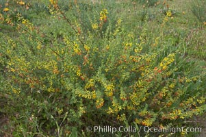 California broom, common deerweed.  The flowers, originally yellow in color, turn red after pollination.  Batiquitos Lagoon, Carlsbad, Lotus scoparius scoparius