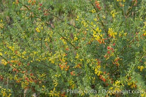 California broom, common deerweed.  The flowers, originally yellow in color, turn red after pollination.  Batiquitos Lagoon, Carlsbad, Lotus scoparius scoparius