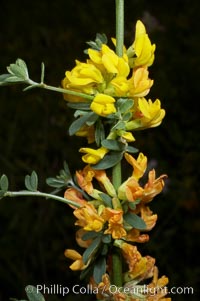 California broom, common deerweed.  The flowers, originally yellow in color, turn red after pollination.  Batiquitos Lagoon, Carlsbad, Lotus scoparius scoparius