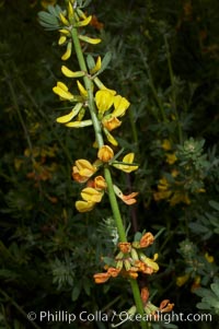 California broom, common deerweed.  The flowers, originally yellow in color, turn red after pollination.  Batiquitos Lagoon, Carlsbad, Lotus scoparius scoparius