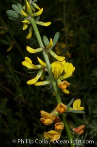 California broom, common deerweed.  The flowers, originally yellow in color, turn red after pollination.  Batiquitos Lagoon, Carlsbad, Lotus scoparius scoparius