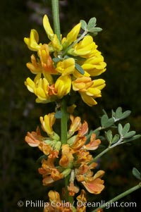 California broom, common deerweed.  The flowers, originally yellow in color, turn red after pollination.  Batiquitos Lagoon, Carlsbad, Lotus scoparius scoparius