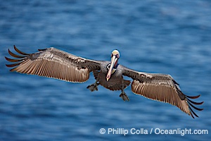Brown pelican in flight, spreading its large wings wide to slow before landing on seacliffs, Pelecanus occidentalis, Pelecanus occidentalis californicus, La Jolla, California