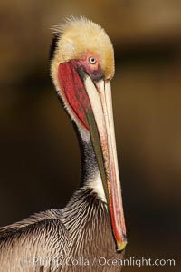 Brown pelican portrait, displaying winter breeding plumage with distinctive dark brown nape, yellow head feathers and red gular throat pouch.