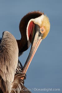 Brown pelican preening, cleaning its feathers after foraging on the ocean, with distinctive winter breeding plumage with distinctive dark brown nape, yellow head feathers and red gular throat pouch, Pelecanus occidentalis, Pelecanus occidentalis californicus, La Jolla, California