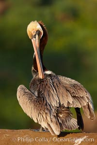 Brown pelican preening, cleaning its feathers after foraging on the ocean, with distinctive winter breeding plumage with distinctive dark brown nape, yellow head feathers and red gular throat pouch, Pelecanus occidentalis, Pelecanus occidentalis californicus, La Jolla, California