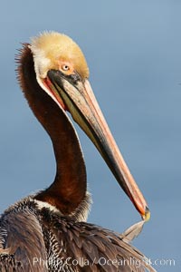 Brown pelican preening, cleaning its feathers after foraging on the ocean, with distinctive winter breeding plumage with distinctive dark brown nape, yellow head feathers and red gular throat pouch, Pelecanus occidentalis, Pelecanus occidentalis californicus, La Jolla, California