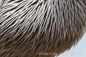 California brown pelican breast feather detail, Pelecanus occidentalis, Pelecanus occidentalis californicus, La Jolla