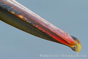 California brown pelican, bill detail.