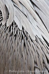 California brown pelican feather detail, Pelecanus occidentalis, Pelecanus occidentalis californicus, La Jolla