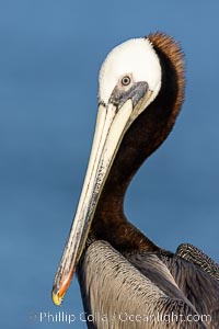 Unusual California brown pelican adult winter breeding plumage portrait, showing brown hind neck nape but all white head, this individual may be transitioning out of breeding plumage, Pelecanus occidentalis, Pelecanus occidentalis californicus, La Jolla