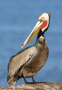 California brown pelican adult winter breeding plumage portrait, showing brown hind neck nape, bright red gular pouch and yellow head, with white trim and yellow chevron on the chest, La Jolla