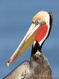 California brown pelican adult winter breeding plumage portrait, showing brown hind neck nape, bright red gular pouch and yellow head, with white trim and yellow chevron on the chest, Pelecanus occidentalis, Pelecanus occidentalis californicus, La Jolla