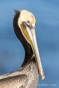 California brown pelican adult winter breeding plumage portrait, showing brown hind neck nape, bright red gular pouch and yellow head, Pelecanus occidentalis, Pelecanus occidentalis californicus, La Jolla