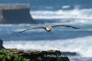 Brown Pelican soaring over the Pacific Ocean with La Jollas Childrens Pool in the Background, Pelecanus occidentalis californicus, Pelecanus occidentalis