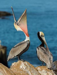 California Brown Pelican head throw, stretching its throat to keep it flexible and healthy. Note the winter mating plumage, olive and red throat, yellow head, Pelecanus occidentalis, Pelecanus occidentalis californicus, La Jolla