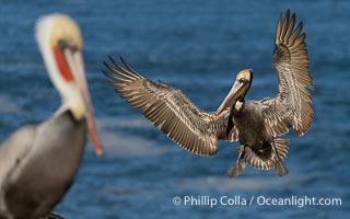 California brown pelican in flight, spreading wings wide to slow in anticipation of landing on seacliffs. Note the classic winter breeding plumage, with bright red throat, yellow and white head and neck, and brown hind neck. Other birds at the periphery of the image hint at how crowded the cliff is, Pelecanus occidentalis, Pelecanus occidentalis californicus, La Jolla