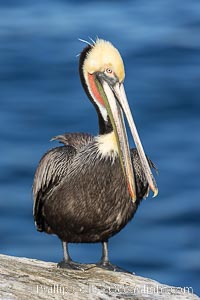 California brown pelican winter breeding plumage portrait, this adult is gently clapping its jaws, showing brown hind neck with yellow head, red and olive throat pouch, white with yellow chevron on the breast, Pelecanus occidentalis, Pelecanus occidentalis californicus, La Jolla