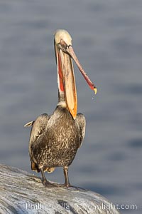 California brown pelican winter breeding plumage portrait, this adult is gently clapping its jaws, showing brown hind neck with yellow head, red and olive throat pouch, white with yellow chevron on the breast, Pelecanus occidentalis, Pelecanus occidentalis californicus, La Jolla