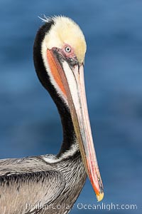 California brown pelican breeding plumage portrait, Pelecanus occidentalis, Pelecanus occidentalis californicus, La Jolla