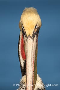 Study of a California brown pelican in winter breeding plumage, yellow head, red and olive throat, pink skin around the eye, brown hind neck with some white neck side detail, Pelecanus occidentalis, Pelecanus occidentalis californicus, La Jolla