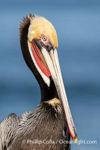 California brown pelican breeding plumage portrait, with brown hind neck, yellow head and bright red throat, Pelecanus occidentalis californicus, Pelecanus occidentalis, La Jolla