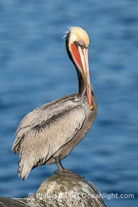 Perfect California brown pelican breeding plumage portrait, with brown hind neck, yellow head and bright red throat, perched on rock over the Pacific Ocean in La Jolla, Pelecanus occidentalis, Pelecanus occidentalis californicus