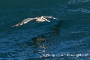 California Brown pelican catching updraft from a passing wave. Winter adult non-breeding plumage, Pelecanus occidentalis, Pelecanus occidentalis californicus, La Jolla