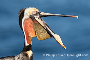 California Brown Pelican claps its jaws mandibles, sometimes rapidly several times, perhaps to dislodge debris or simply because its fun and feels good. This is not the same as the "yawn" that precedes a head throw. Adult winter breeding plumage with brown hind-neck, Pelecanus occidentalis, Pelecanus occidentalis californicus, La Jolla